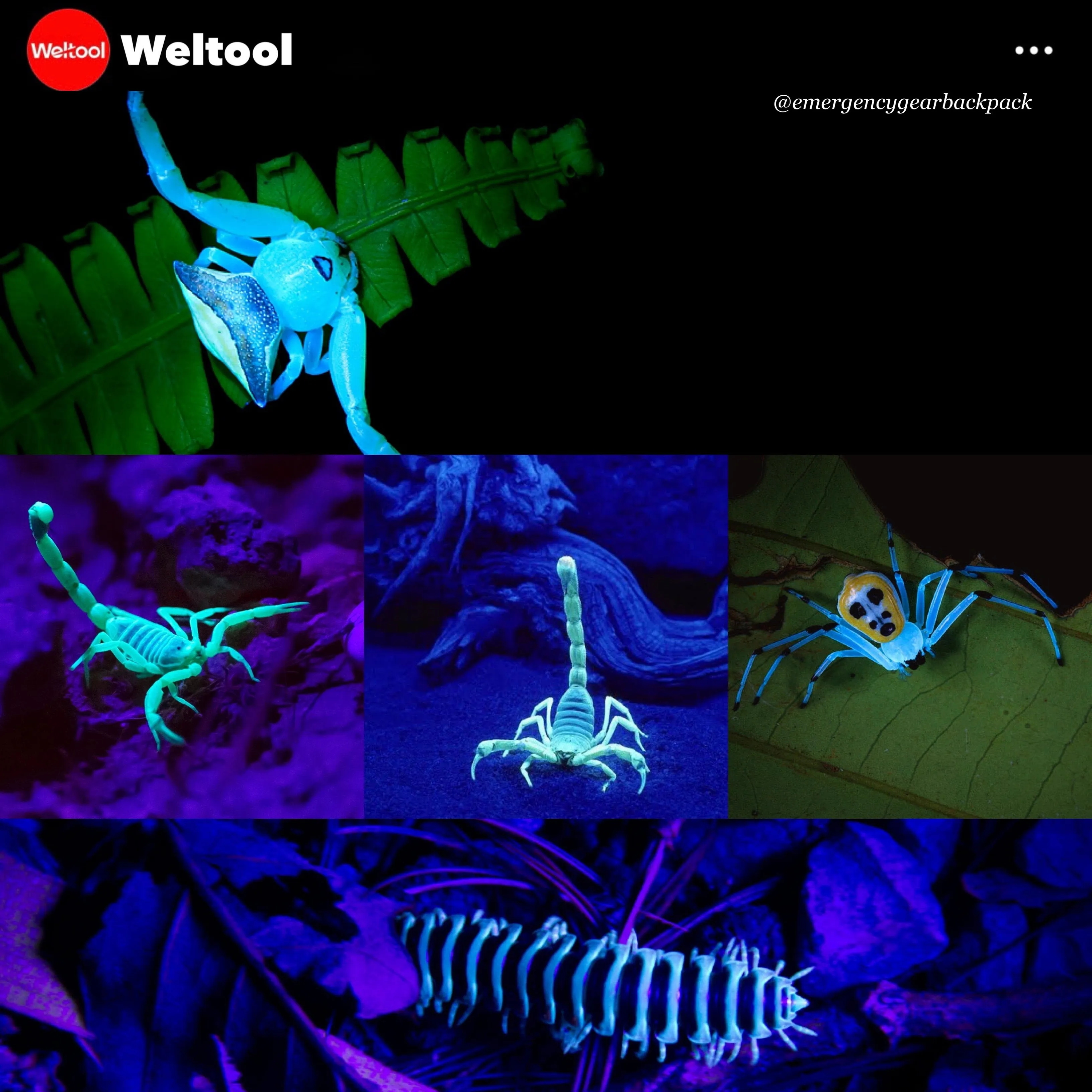 Weltool M2-BF UV 365nm Professional Black Light LED Flashlight